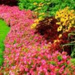 Organize Your Garden