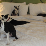 Time Management is for the Dogs